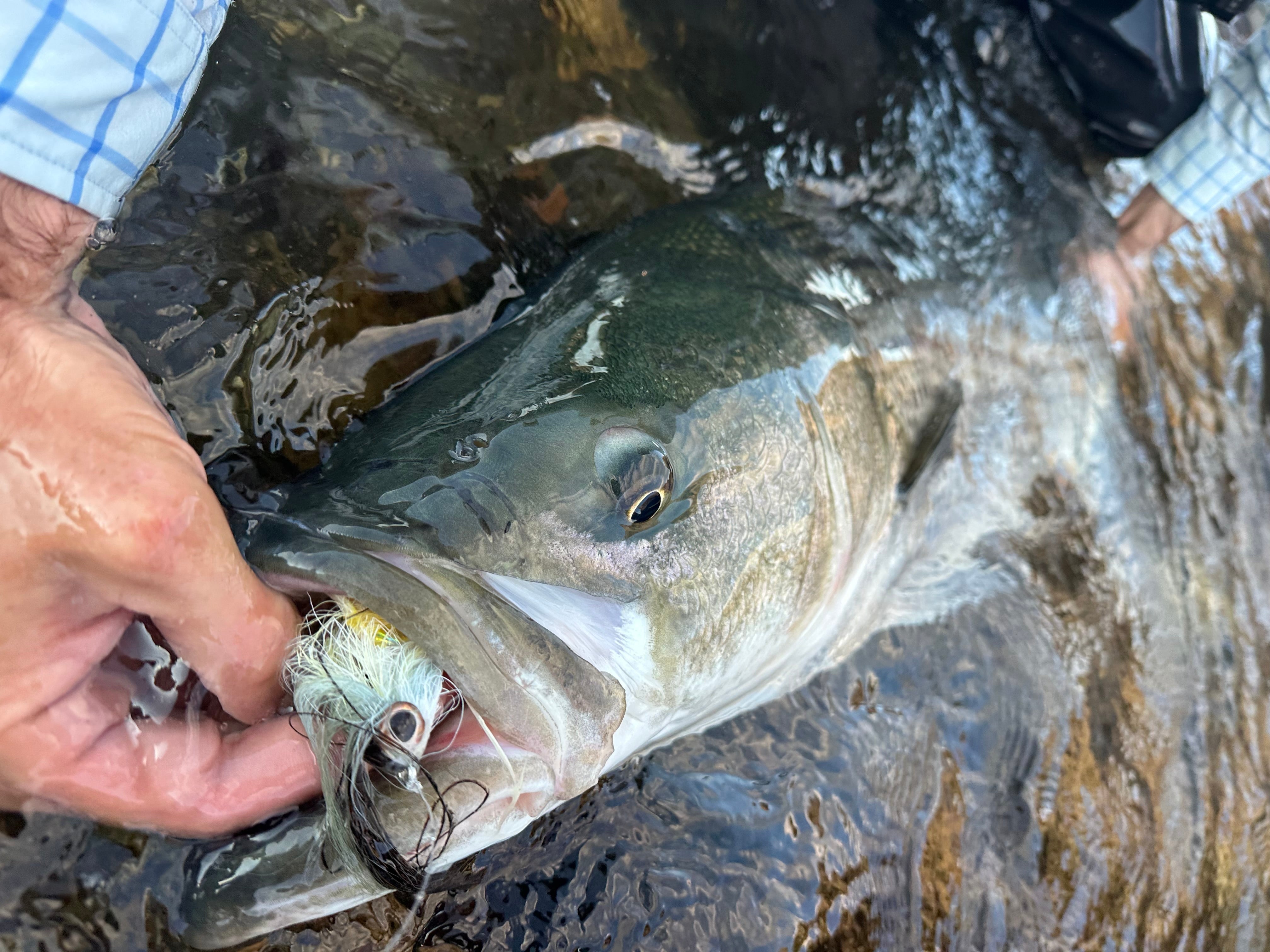 RIO Signature Products – Fish Big Flies